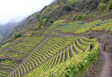 Bild eines Steillagen-Weinberg im Bremmer Calmont.